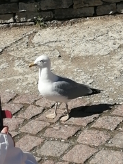 Larus argentatus