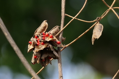 Abrus precatorius