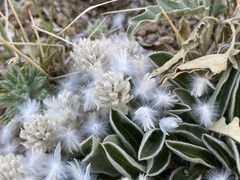Gomphrena caespitosa