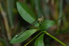 Pseudocopera annulata