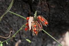 Abrus precatorius