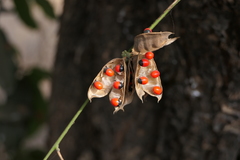 Abrus precatorius