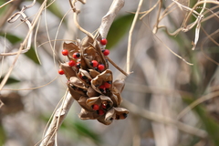 Abrus precatorius