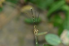 Pseudocopera annulata