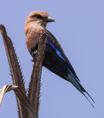 Coracias cyanogaster
