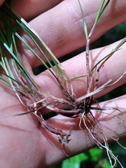 Carex austrodeflexa