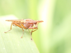 Elgiva solicita