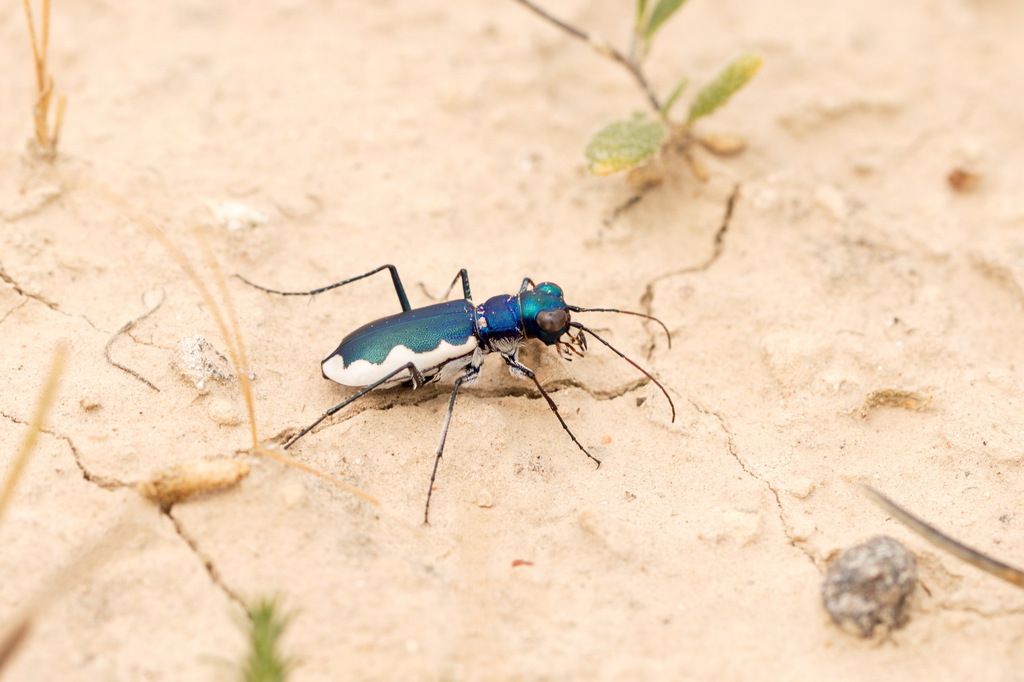 Cephalota galathea