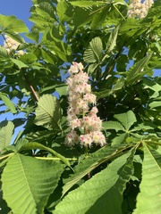 Aesculus hippocastanum
