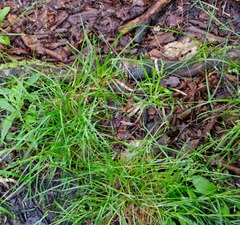 Poa alsodes