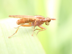 Elgiva solicita