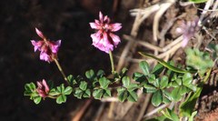 Indigofera mauritanica
