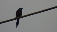 Cinnyris erythrocercus