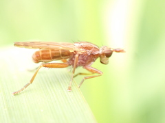 Elgiva solicita
