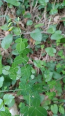 Cytisophyllum