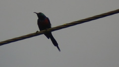 Cinnyris erythrocercus