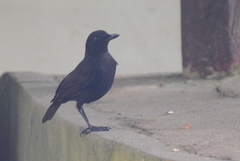 Myophonus borneensis