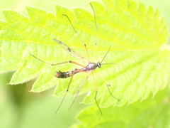 Ptychoptera contaminata