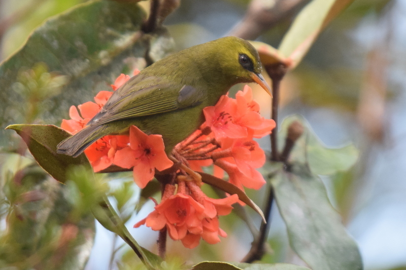 Mountain Blackeye