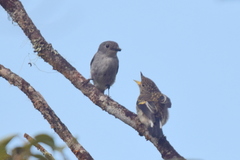 Ficedula westermanni