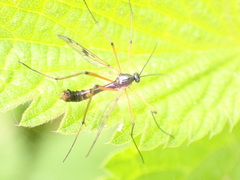 Ptychoptera contaminata