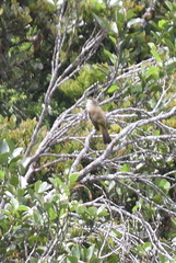 Pycnonotus flavescens leucops