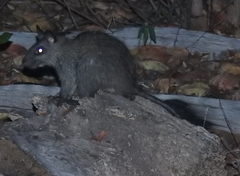 Mesembriomys gouldii