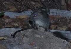 Mesembriomys gouldii