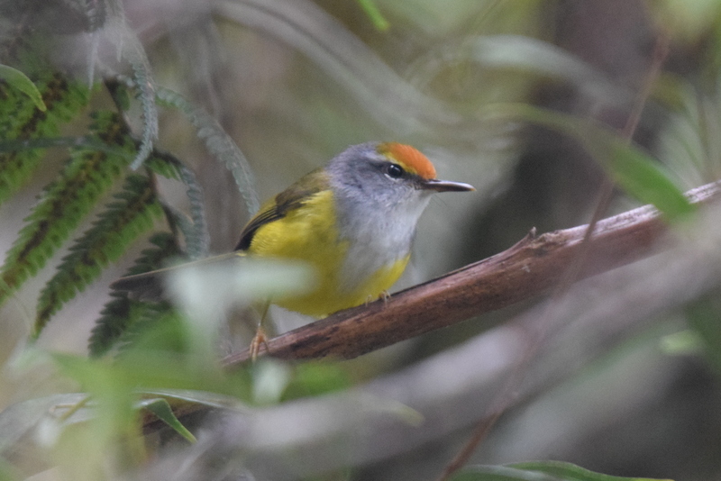 Mountain Tailorbird photo