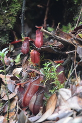 Nepenthes tentaculata