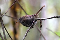 Aberrant Bush Warbler photo 2