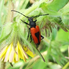Stictoleptura cordigera