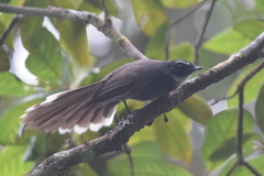 Rhipidura albicollis