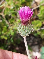 Carduus lusitanicus