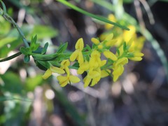 Genista germanica