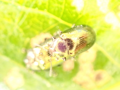 Phratora vitellinae