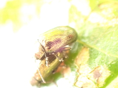 Phratora vitellinae