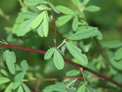 Melilotus altissimus