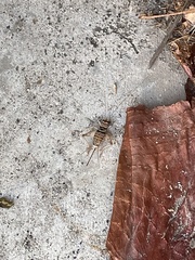 Gryllodes sigillatus