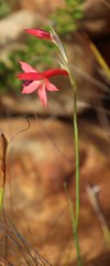 Gladiolus priorii