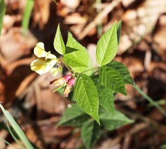 Vicia oroboides