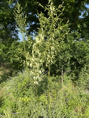 Yucca necopina