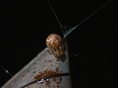 Parasteatoda cingulata
