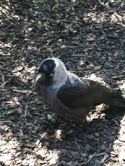 Corvus monedula
