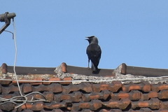 Corvus monedula