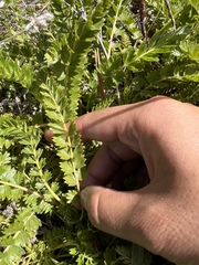 Horkelia clevelandii
