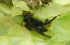 Bombus campestris