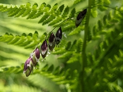 Melica nutans