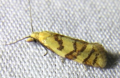 Phtheochroa vitellinana