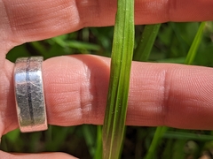 Melica nutans